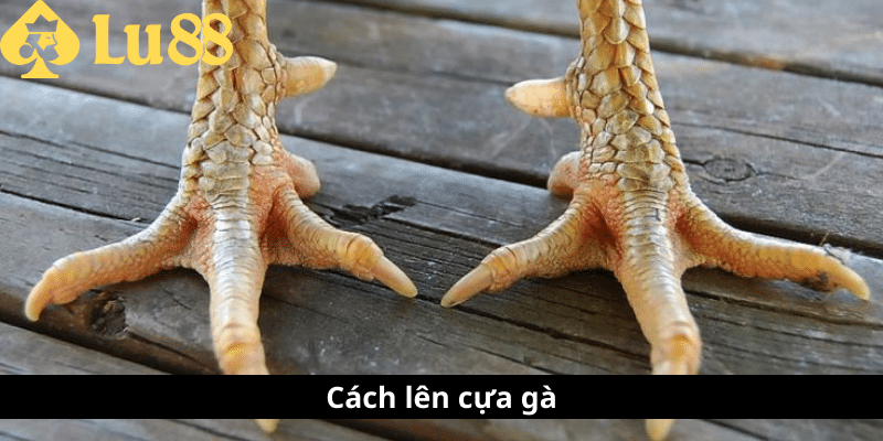 cách len cựa gà